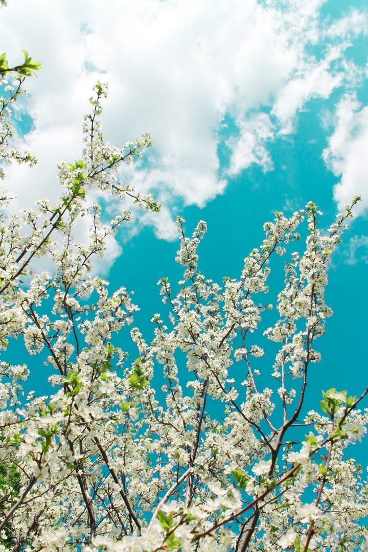 spring