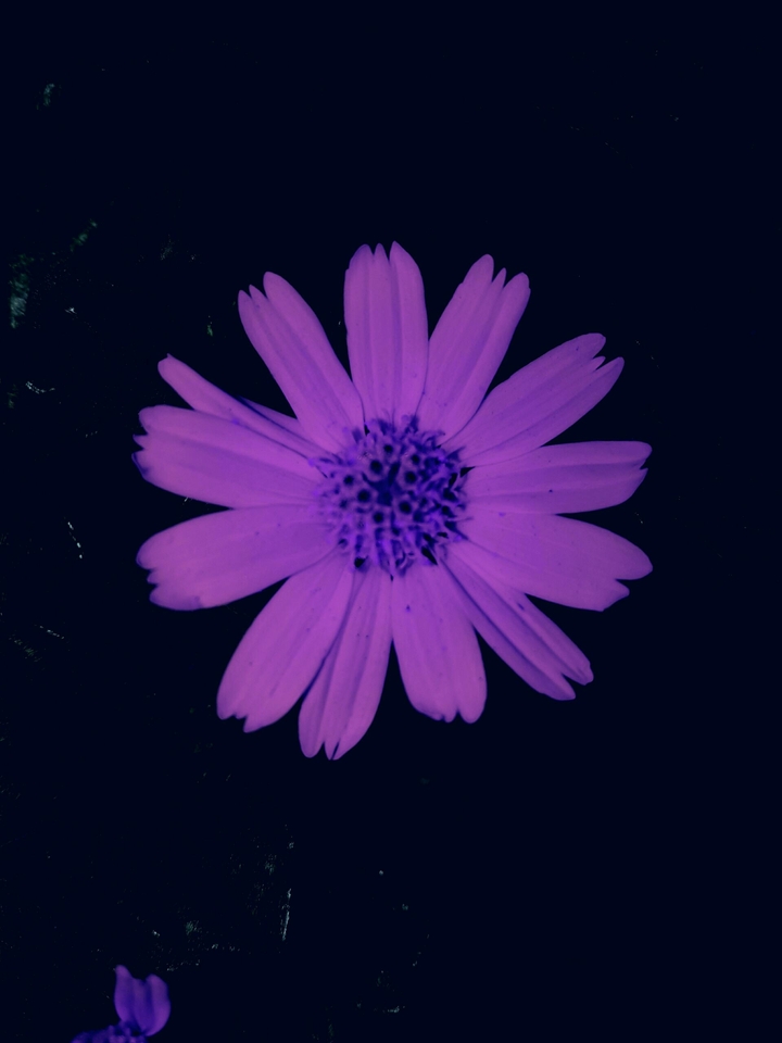 flowers is beutyfull