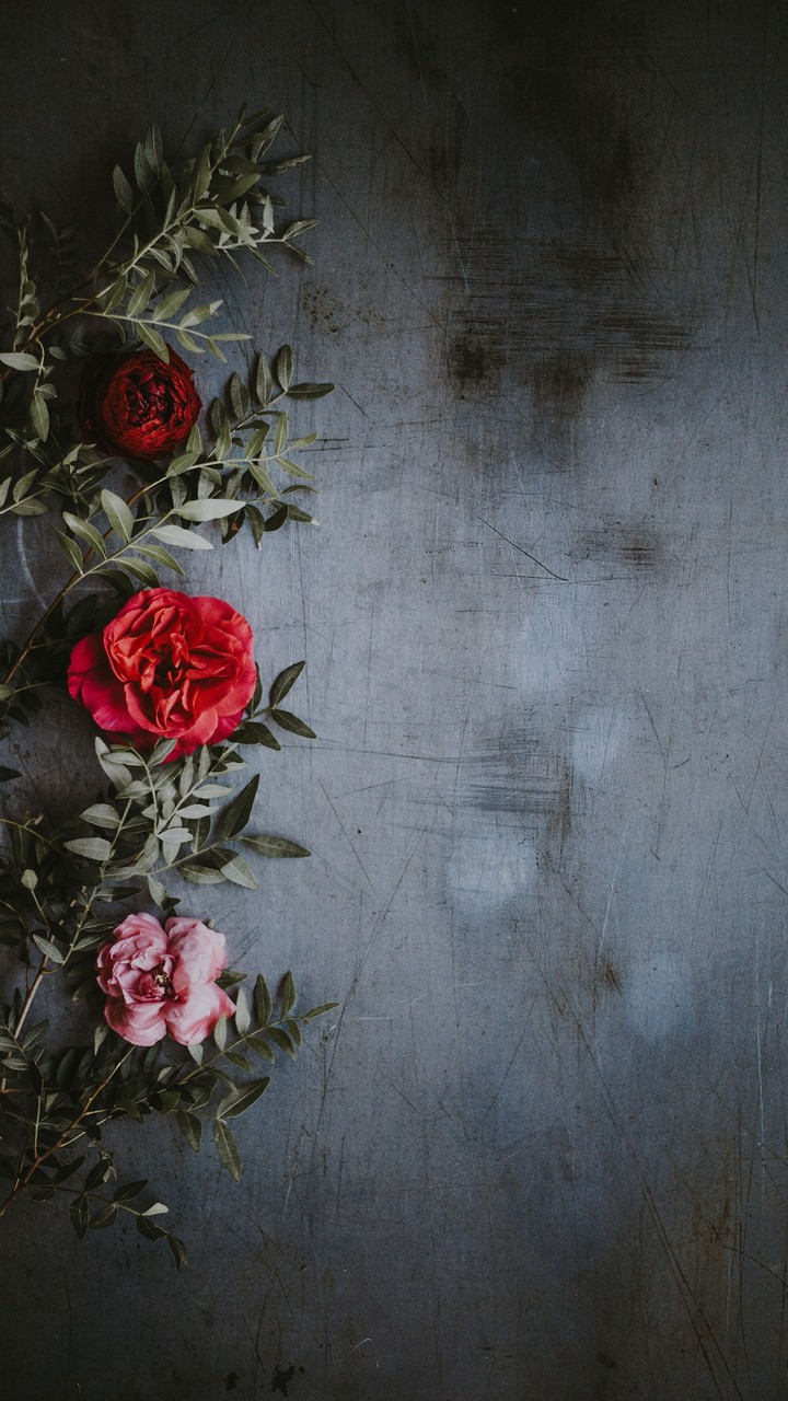 rose.