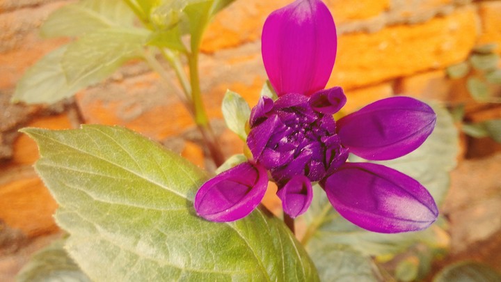 dalia
