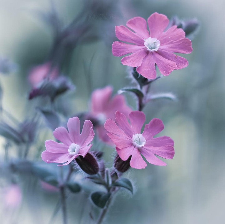 soft beauty