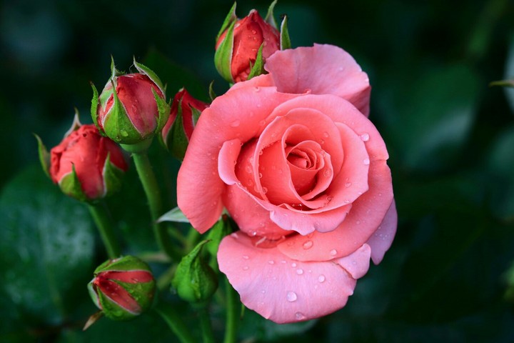 rosa