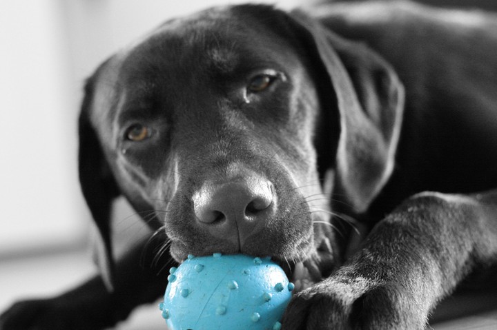 Labradormädchen Cora