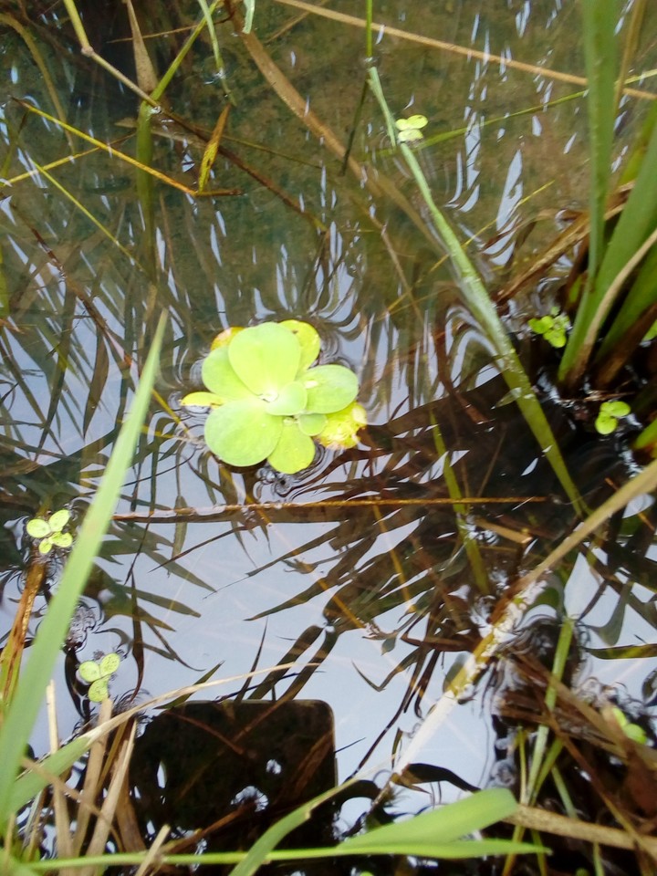 nature