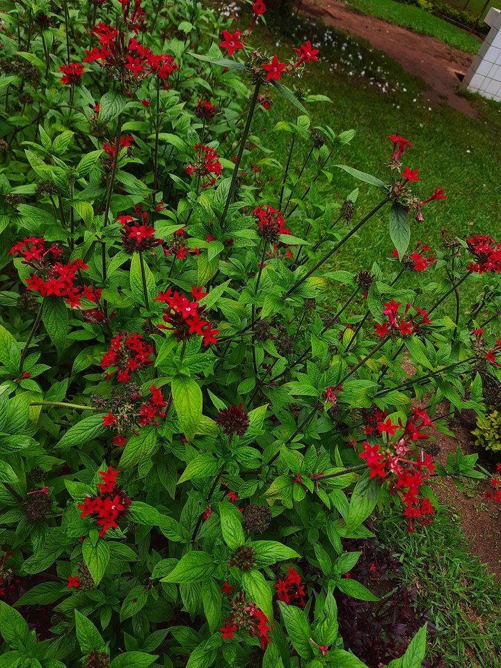 flower