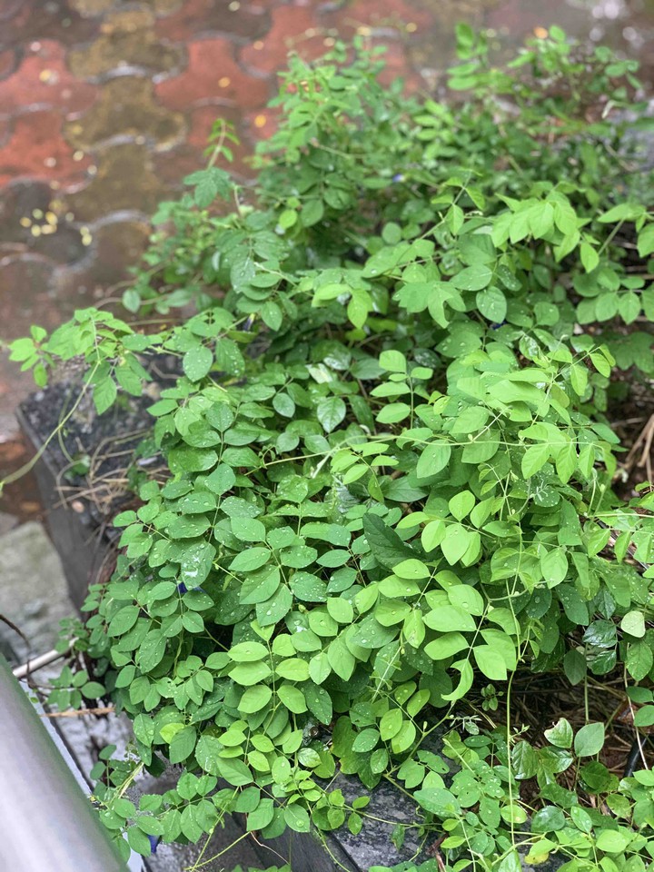 green plants