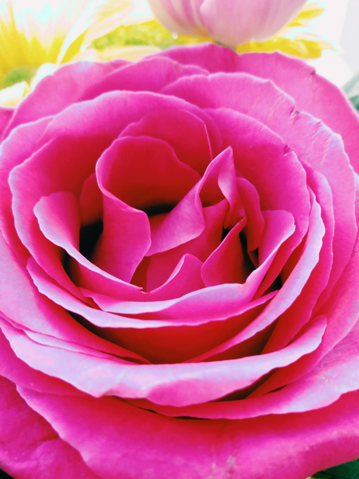 flower)