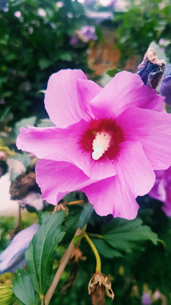 flower