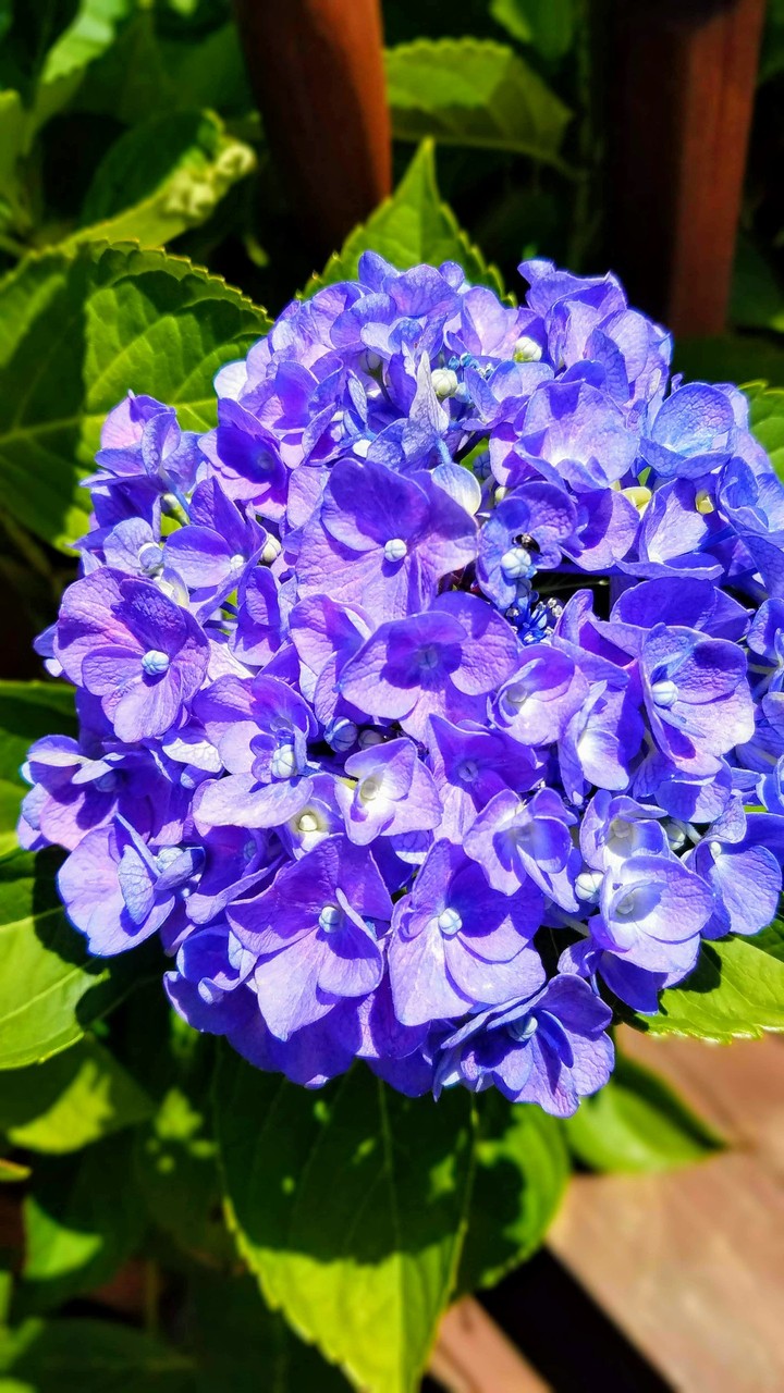 purple