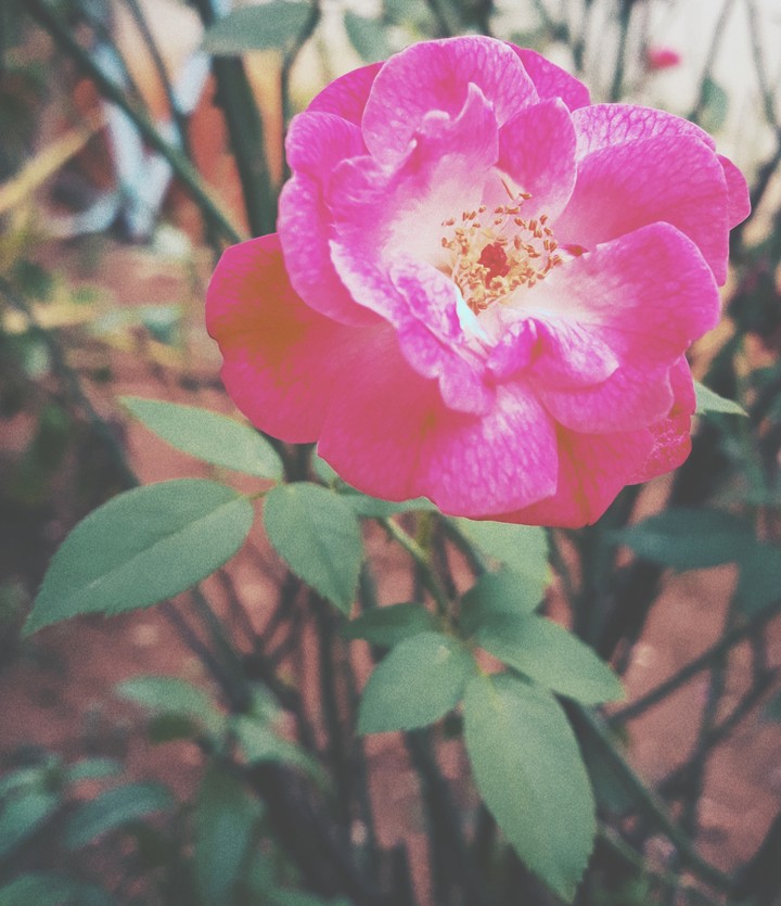 rose