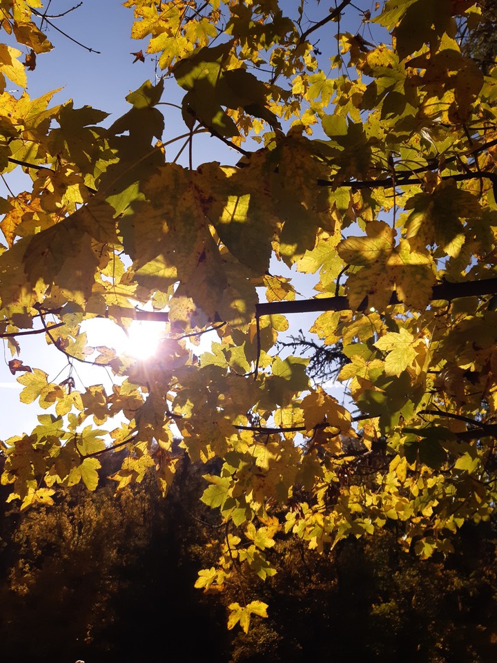 Playful sunlight, hide-and-seek