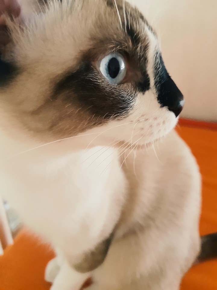 수이 _옆모습