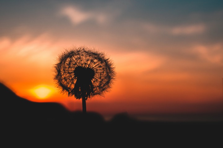 Dandelion Down Outlines