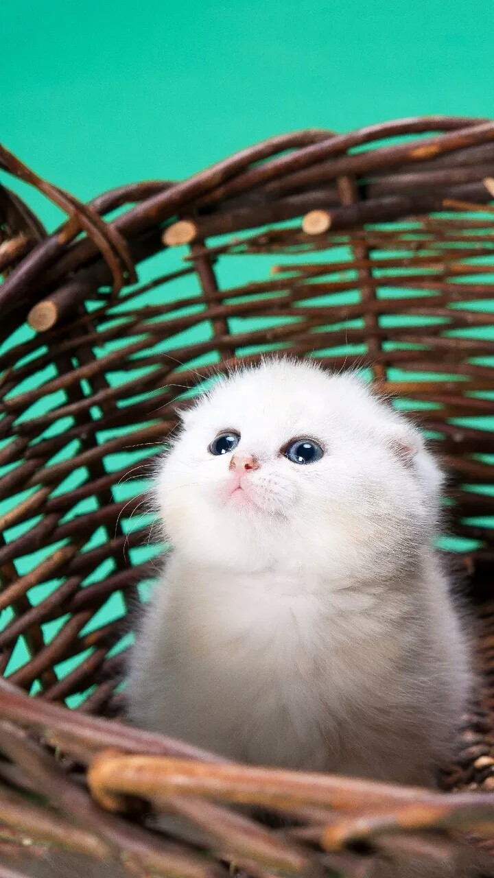 cute animal