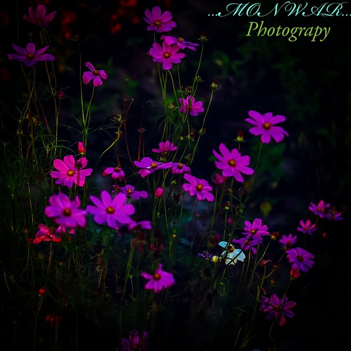 ❀ Flower