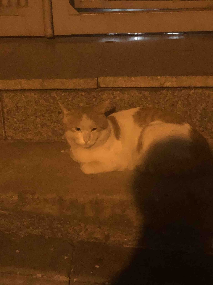 cat