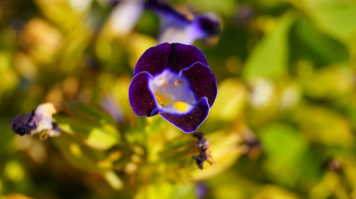 purple