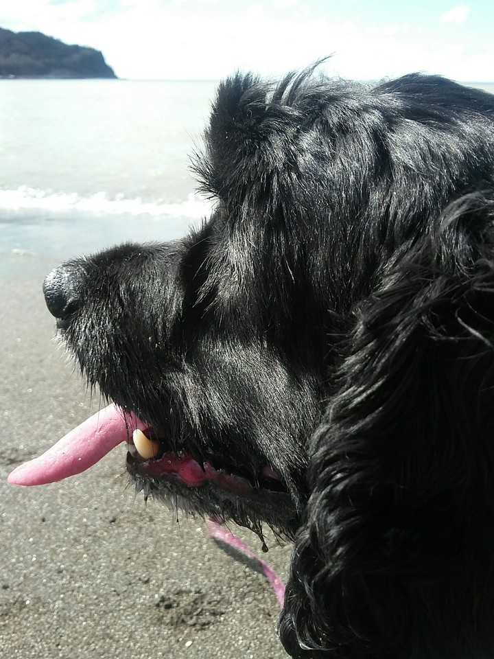 my dog