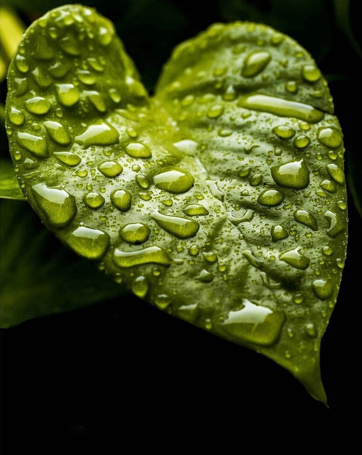 leaf 