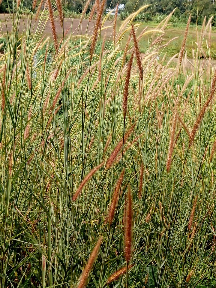 natural grass