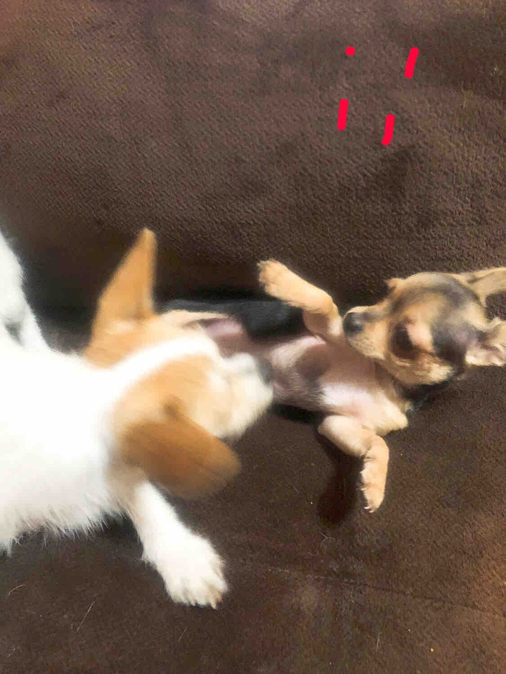 meaning to fall on his back poncho regroups