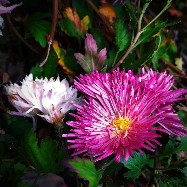 Flor748