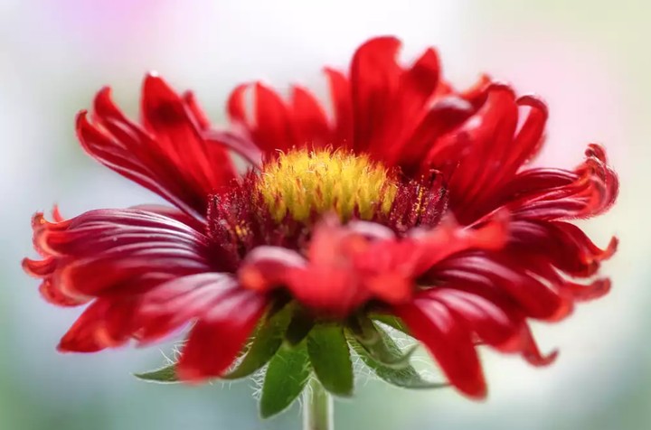 Red blossom