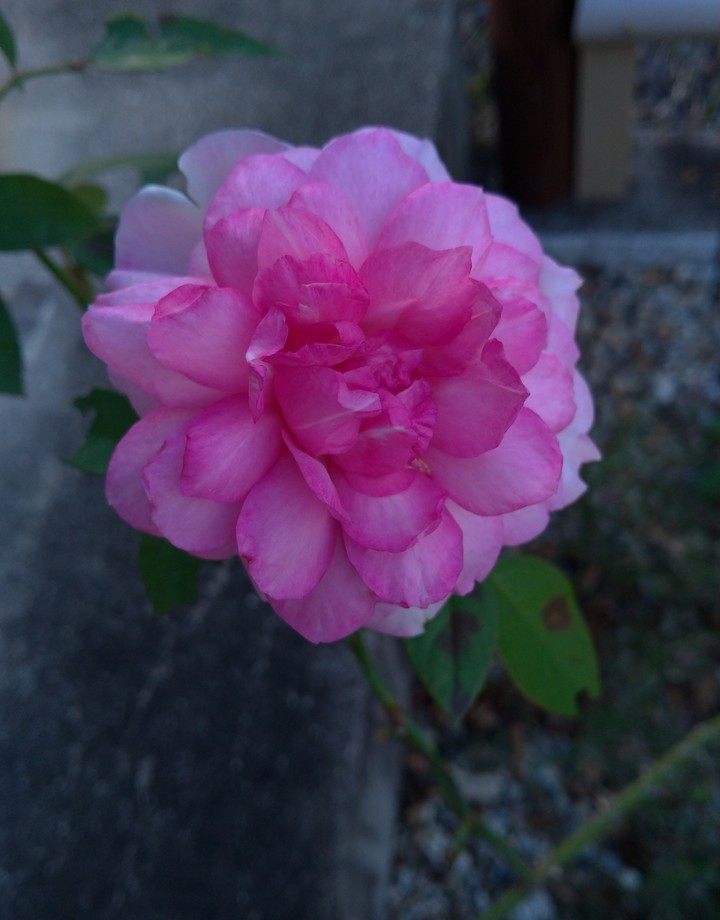 美しい薔薇
