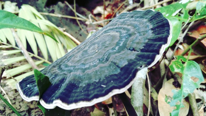 Mushroom