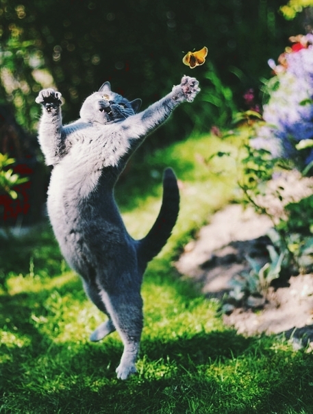 Котик