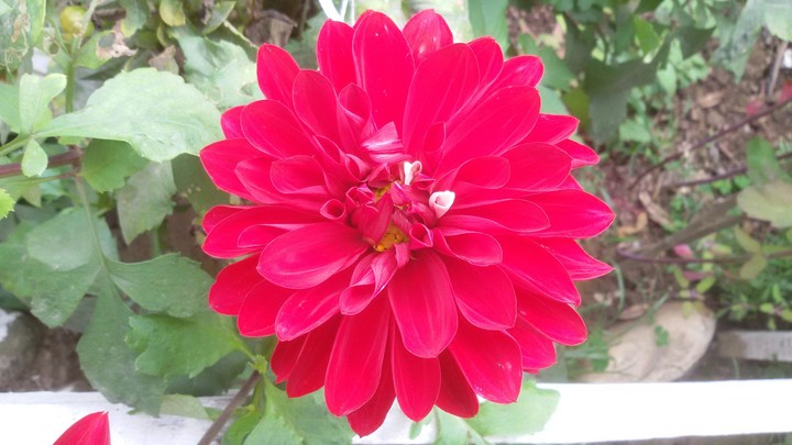 Pink Flower.