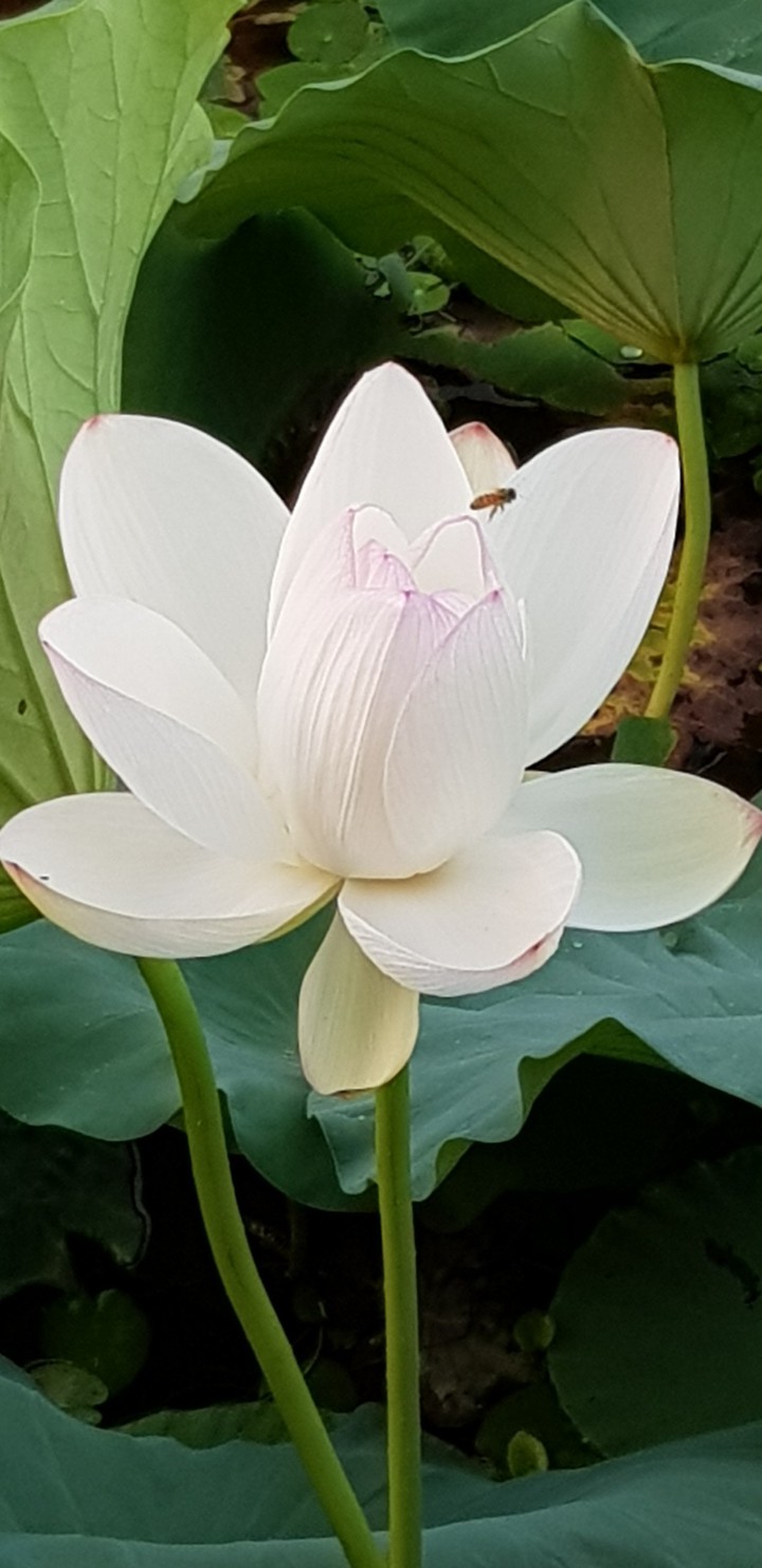 꽃과 벌