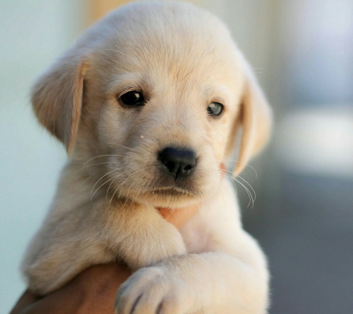 Puppy