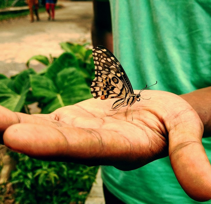 Butterfly in hand