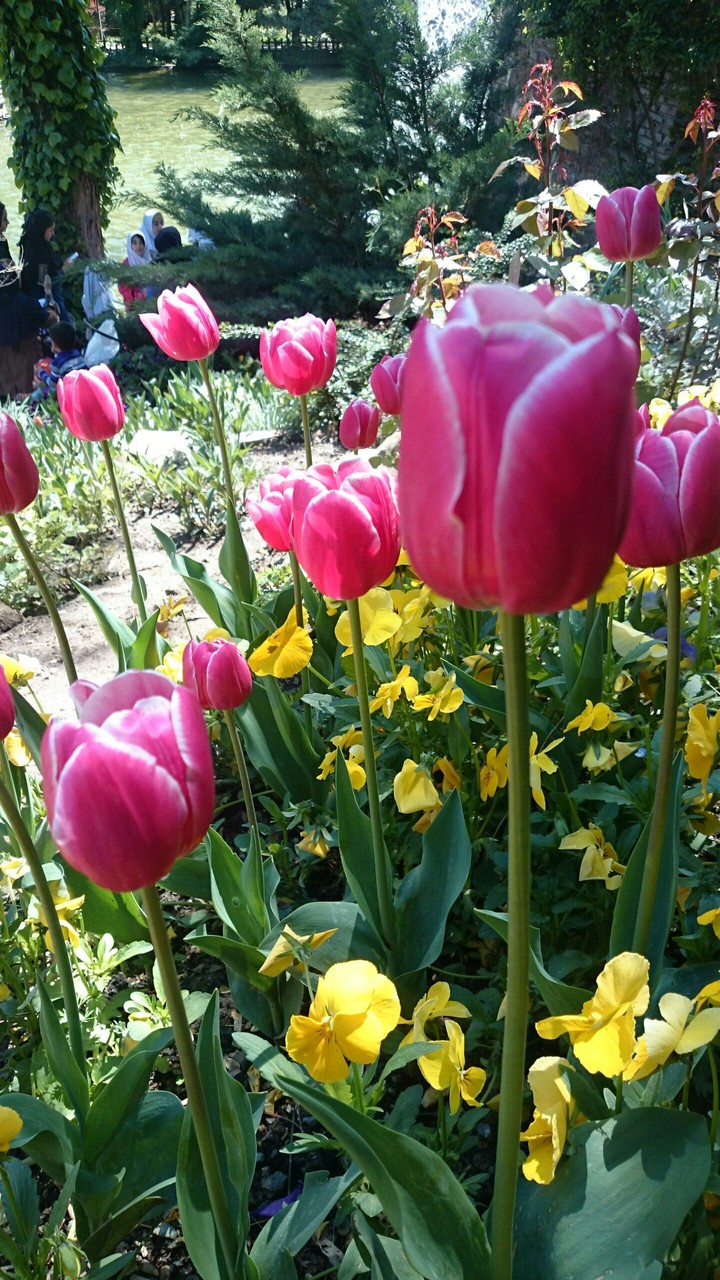 flowers