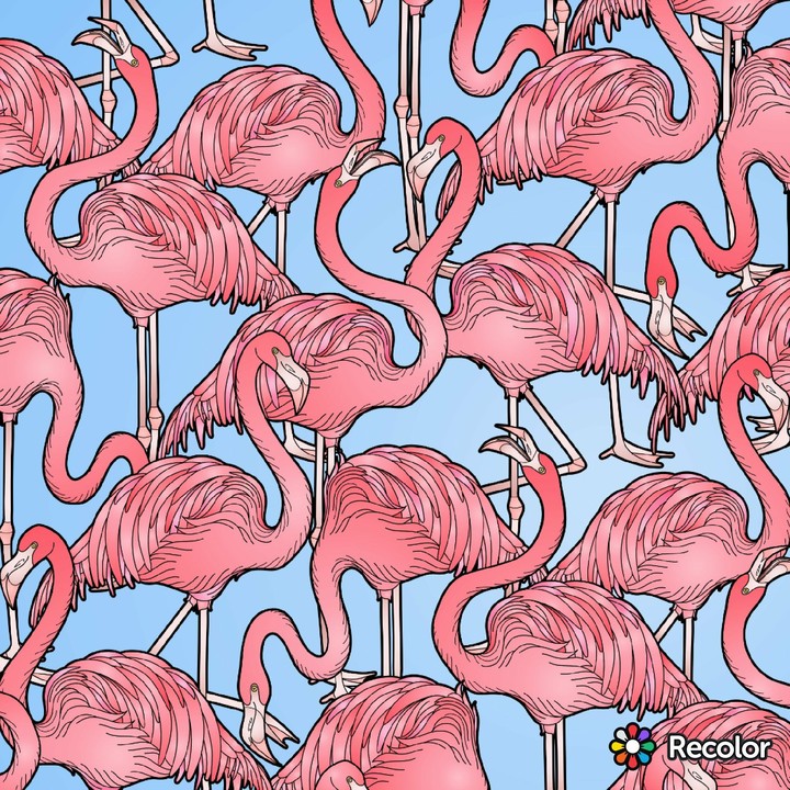 Flamingos