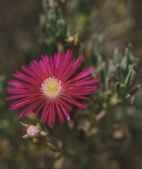 тапети magenta, flower