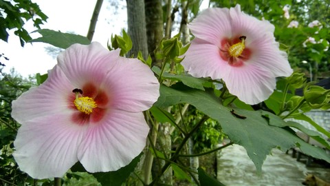 Hoa dâm bụt kép- Hibiscus syriacus
