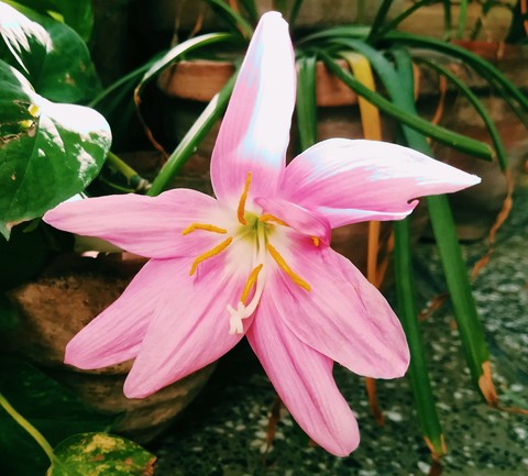 Unknown Flower