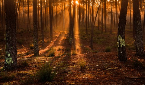The Forest - Magic Light