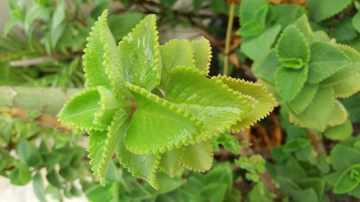 Hortelã/mint