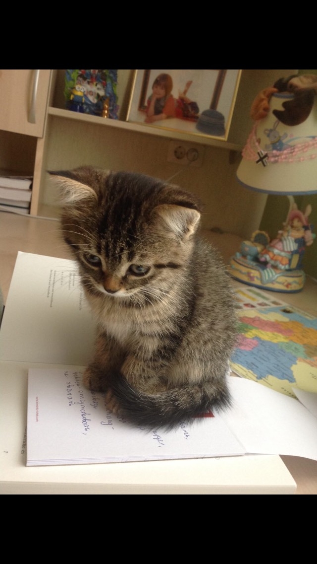Cat