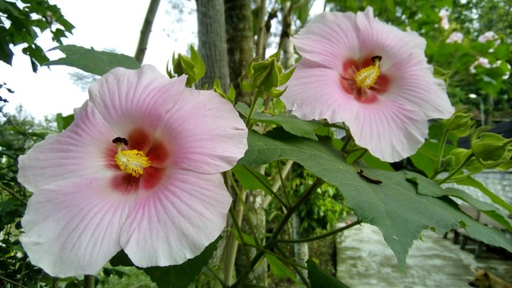Hoa dâm bụt kép- Hibiscus syriacus