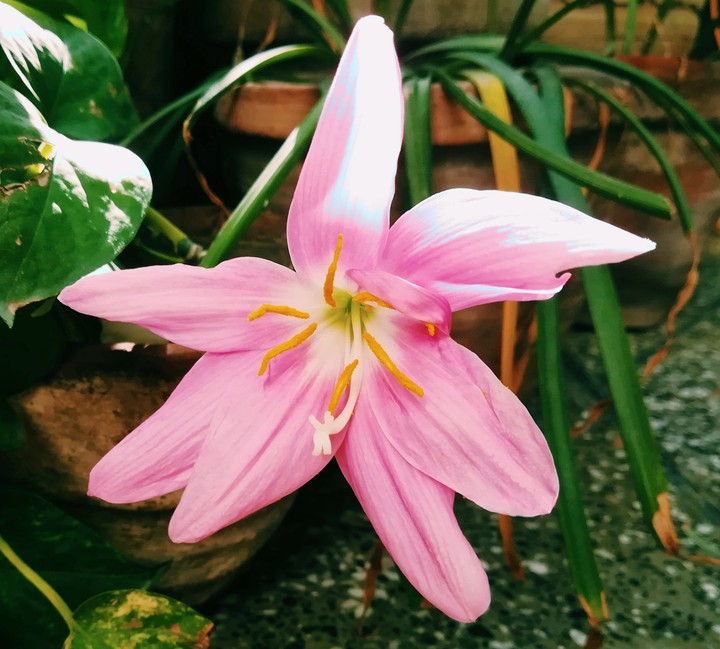 Unknown Flower