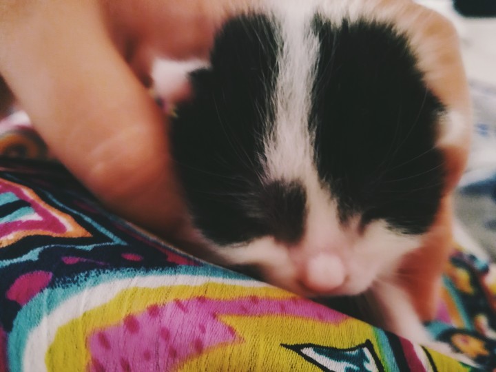 Kitty