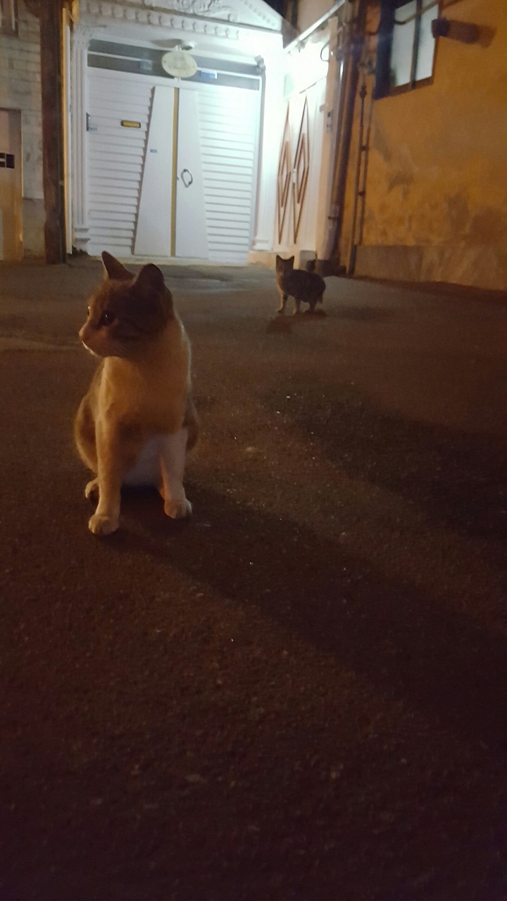 Cats