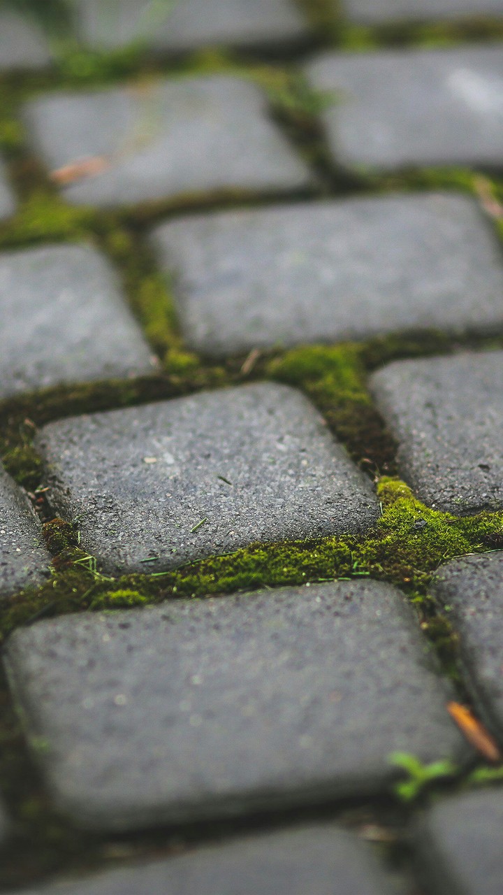 Green grass with located stone block