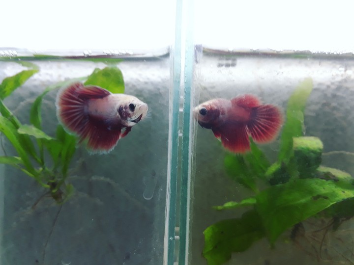 Fighting fish