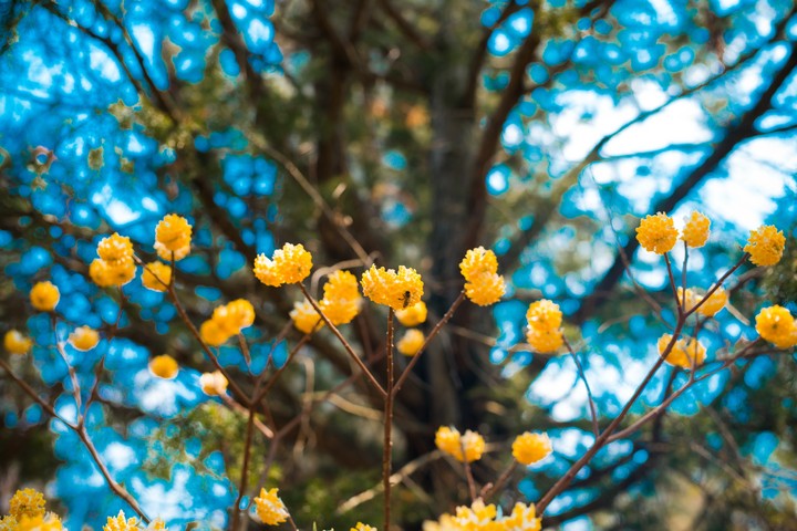 yellow2