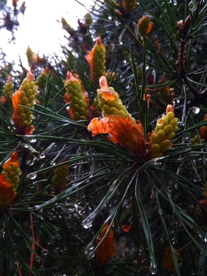 rain
